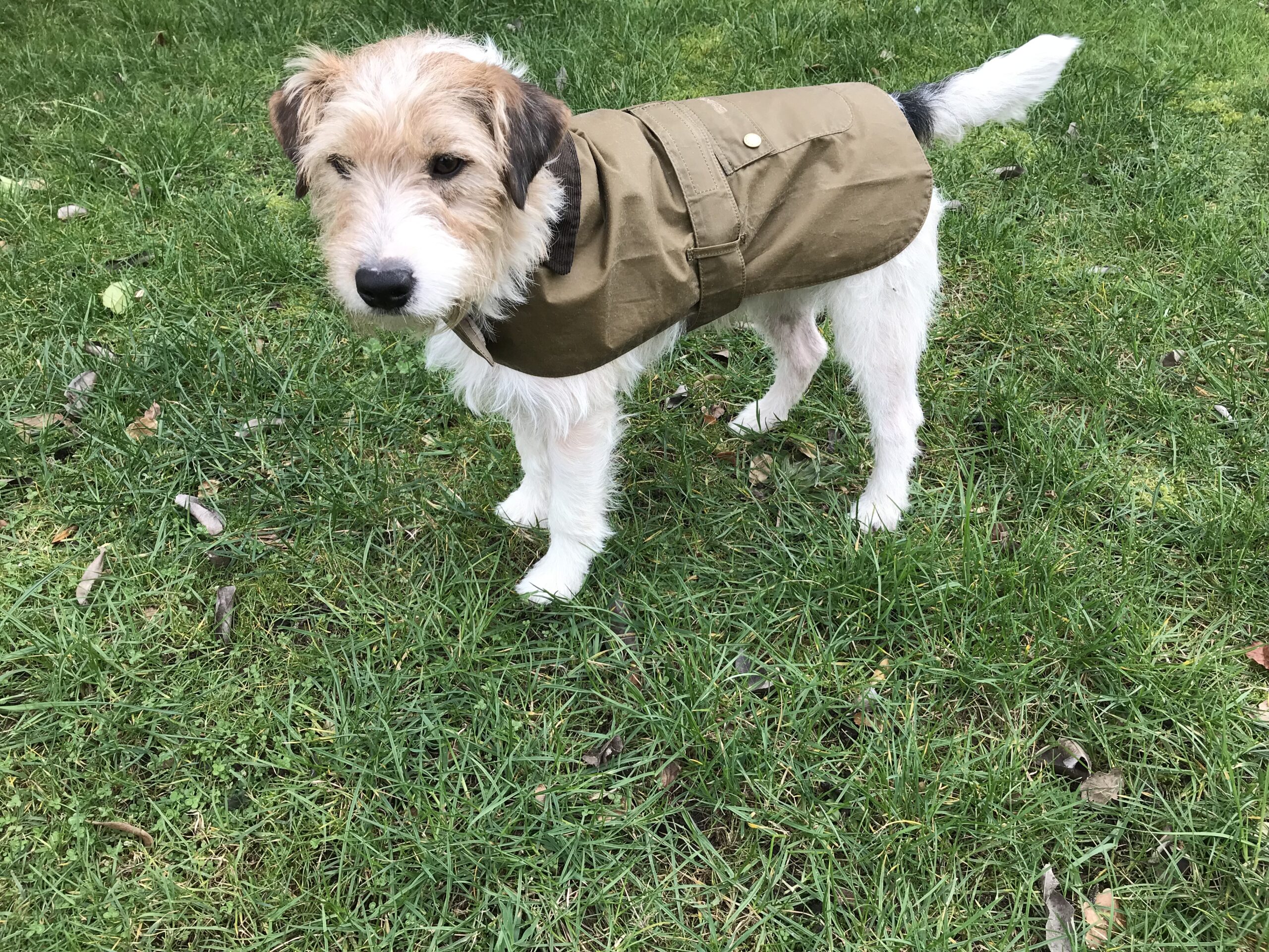 Barbour Hundemantel Lightweight Wax – Bild 2